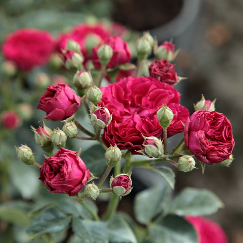 Rosa Chevy Chase - roșu - Trandafir copac cu trunchi înalt - cu flori mărunți - coroană curgătoare